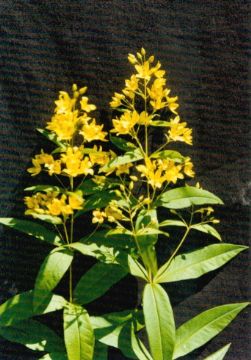 Lysimachia Davurica Extract 